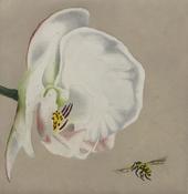 Maura Keating, Orchid and Bee image