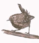 Renate Debrun, Wren
