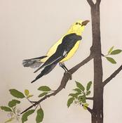 Golden Oriole