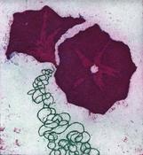 Ipomoea, Margaret Kallen