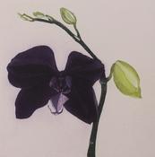 Purple Butterfly Orchid image