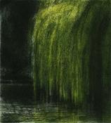 Salix x Sepulcralis (SOLD OUT) image