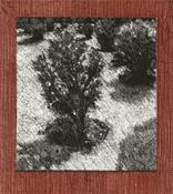Some Bushes, David Lunney