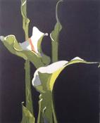 Arum Lilies