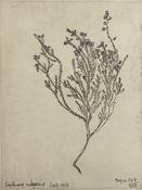 Calluna Vulgaris, Margaret Tuffy