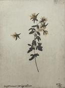 (Foxford) Hypericum Paerforatum, Margaret Tuffy