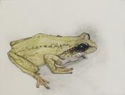 Frog image