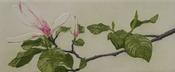 Tullynally Magnolia No 3 image