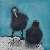 Baby Coots-sold out