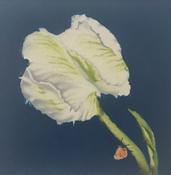 Tulipa Madona image