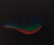 Lure image