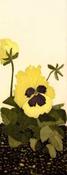 Viola Wittrockiana