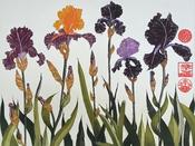 Flag Irises
