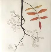 Sorbus