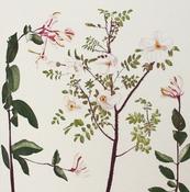 Wild Rose and Honeysuckle
