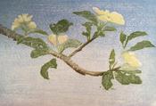 Last of the Apple Blossom