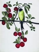 Black Headed Conure
