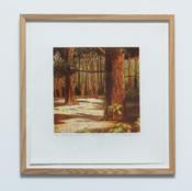 Sapling Dalkey Hill Woodland image