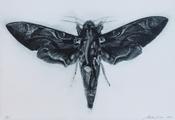 Moth Heart