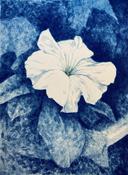 White Petunia
