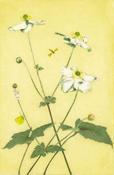 Japanese Anemone image