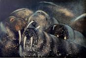 Walrus I image