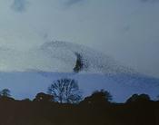 Whale Series IV