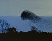 Whale Series I image