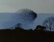 Whale Series II