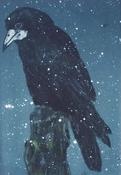 Crow