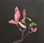 Black Magnolia