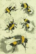 Ruth Brandt-Bumble Bee