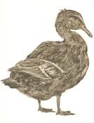 Mallard