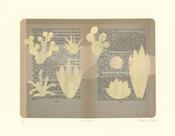 Succulents image