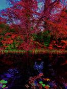Still Reflections