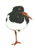 Oystercatcher image