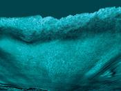 Tide