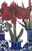 Amaryllis
