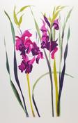 Grainne Cuffe, Summer's Dance