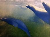 Seals