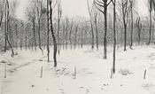 Forest Fence