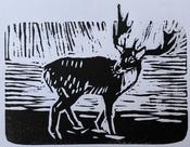 Reindeer