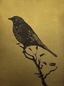 Dawn chorus