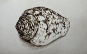 Cowrie