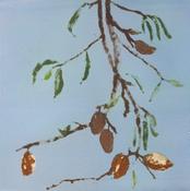 Almonds