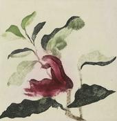 Magnolia Nigra II
