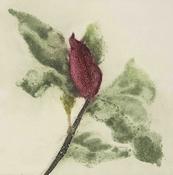 Magnolia Nigra IIl