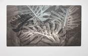 Monstera