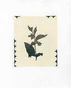 Pressed Belladonna