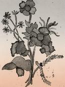 Posy II